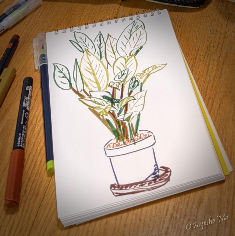 Drawing a potted ZZ